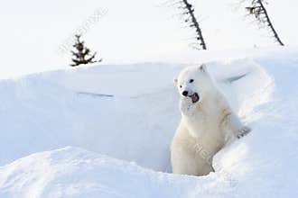 Polar bear (Ursus maritimus) cub coming out den