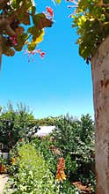 Garden view with blue sky geranium flowers and plants frame