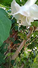 White Angel Trumpet Flower - Brugmansia Bloom Nature