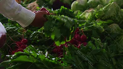 Fresh organic market, bright red radishes and leafy greens, hands selecting crisp bunch for salad, sunlit organic stall