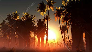 Fog glowing sun and palms