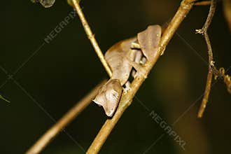 Satanic Leaf-tailed Gecko (Uroplatus phantasticus) in Ranomafana rain forest in eastern Madagascar. Red eyes and horns above eyes