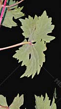 Green grape vine leaf isolated on black background at night with flash