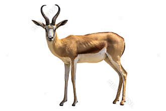 Springbok