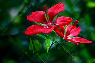 Red Hibiscus Coccineus