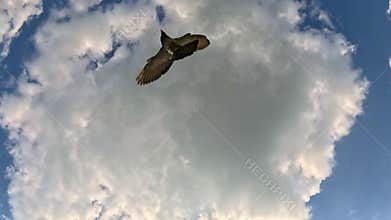 Bird Soaring Across Bright Sky With Clouds From Below