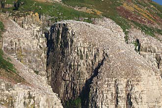 Gannet colony at Cape St. Mary , Newfoundland, Canada