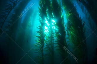 Kelp bed