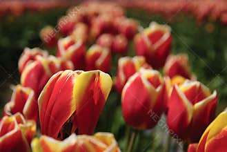 Row of living tulips in sun