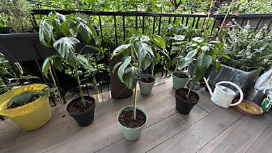 Growing Pepper Plants from Seed in a Home Garden or Balcony, Homegrown