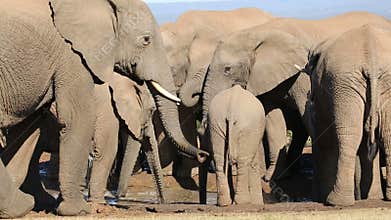 African elephant herd drinking