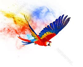 Colourful flying parrot