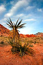 Red Rock Canyon, Nevada