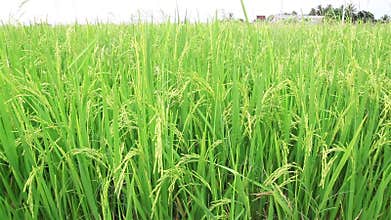 Rice field crane shot, from down to up