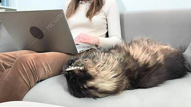 Woman works on laptop while maine coon cat sleeps on