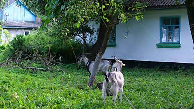 Goat and nanny grazing near white rural house with blue windows old roof village countryside exterior scene