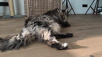Adult Maine Coon cat lies on floor and cleans face