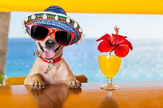 Cocktail dog