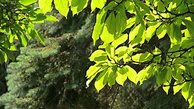 Summer leaves on the breeze