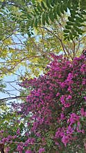 Vibrant purple bougainvillea flowers with green leaves against blue sky, tropical plant background