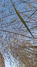 Dry ornamental grass stems against blue sky with copy space, natural texture background