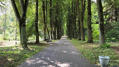 Wide perspective moving along paved park pathway flanked by tall