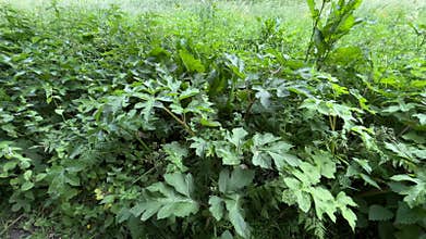 Lush Green Forest Understory with Ferns and Woodland Plants in Amsterdam Forest
