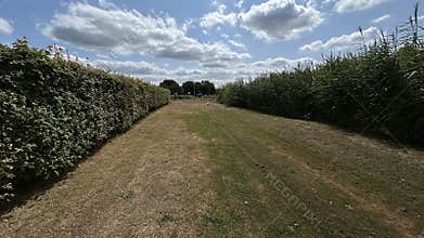 Park pathway beside trimmed hedge and tall reeds under bright blue sky