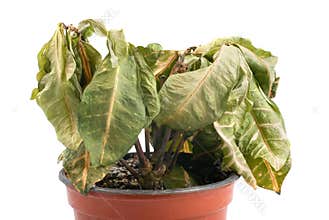 Dying plant in plastic pot