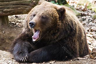 Brown bear yawning