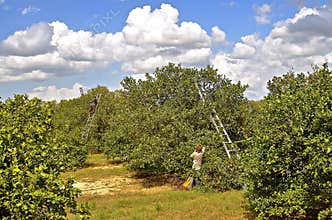 Picking oranges in an orchard