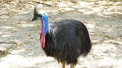 Cassowary is the largest bird