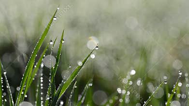 Fresh green spring grass with dew drops.