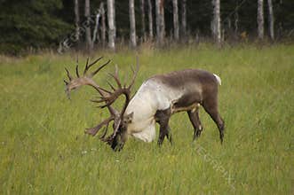 Caribou