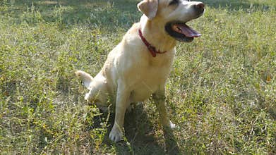 Dog breed labrador retriever sits on green grass and barking. Training of domestic animal. Close up