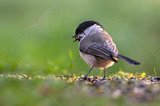 Willow tit