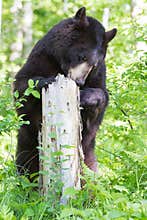 Honey in tree
