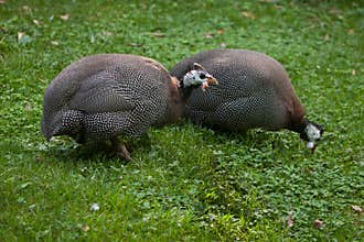 Domesticated guineafowl Numida meleagris f. domestica