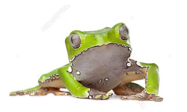 Giant leaf frog - Phyllomedusa bicolor