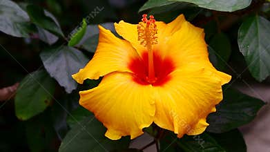 Tropical yellow hibiscus flower
