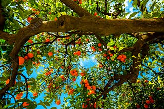 Orange tree in Seville Spain