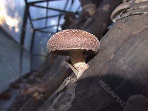 Shiitake mushroom