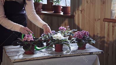 Young woman watering violets inside home