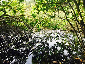 Rugged tropical jungle trail down to Waipi’o Valley on the Big Island of Hawaii