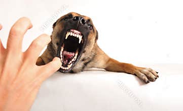 Bad dog