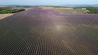 Lavender fields seen from drone