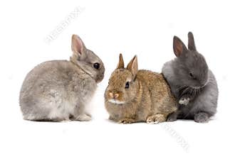 Bunnies