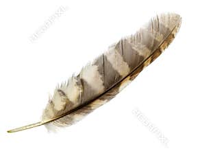 Feather