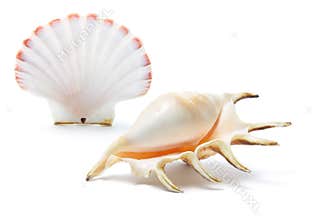 Sea Shells