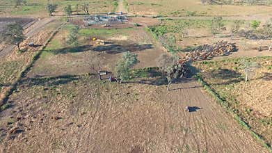 Outback Cattle Mustering with herd of cattle